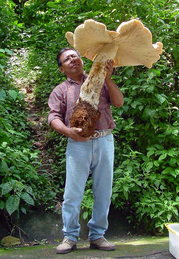 mushroom0502.jpg