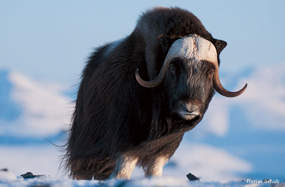 "The Arctic Ox (or Goat)" by Marianne Moore - E-Verse RadioE-Verse Radio